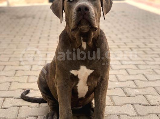 Amerikan Bully Xl 5.5 Aylık Big Zaza Kızları Abkc görsel