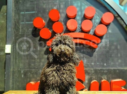 Black Toy Poodle Yavrular görsel