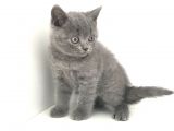 Safkan British Shorthair Yavruları