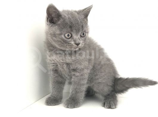 Safkan British Shorthair Yavruları görsel