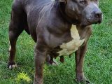 Amerikan Bully Xl 5.5 Aylık Big Zaza Kızları Abkc