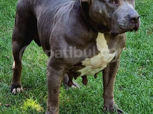 Amerikan Bully Xl 5.5 Aylık Big Zaza Kızları Abkc görsel