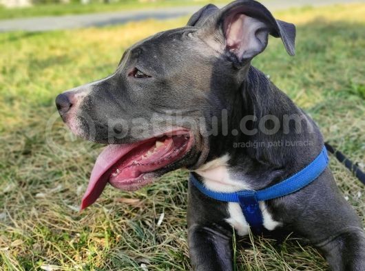 Saf Kan Pitbull