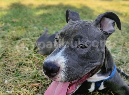 Saf Kan Pitbull görsel