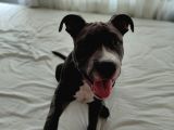 Saf Kan Pitbull