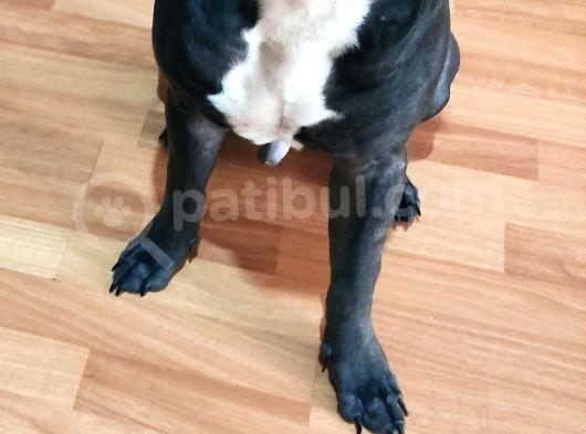 Saf Kan Pitbull görsel