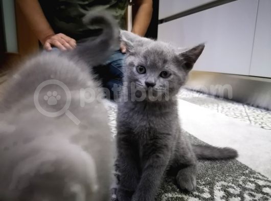 2 Aylık British Short Hair görsel