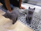 2 Aylık British Short Hair