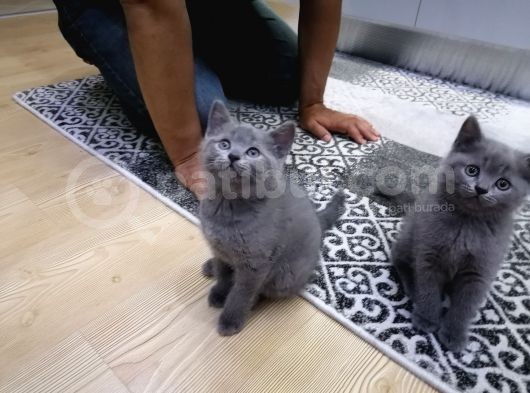 2 Aylık British Short Hair görsel