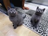 2 Aylık British Short Hair