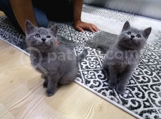 2 Aylık British Short Hair görsel