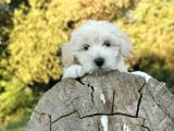 Yakışıklı Oğlum Maltipoo