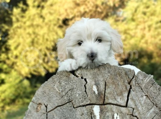 Yakışıklı Oğlum Maltipoo görsel