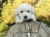 Yakışıklı Oğlum Maltipoo