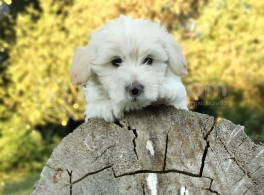 Yakışıklı Oğlum Maltipoo görsel