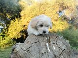 Yakışıklı Oğlum Maltipoo