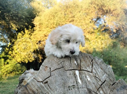 Yakışıklı Oğlum Maltipoo görsel