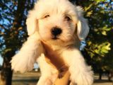 Terrier Maltese Erkek
