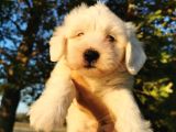 Terrier Maltese Erkek