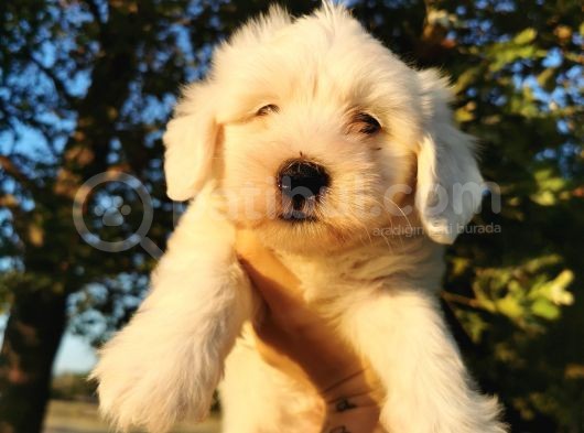 Terrier Maltese Erkek görsel