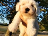Terrier Maltese Erkek