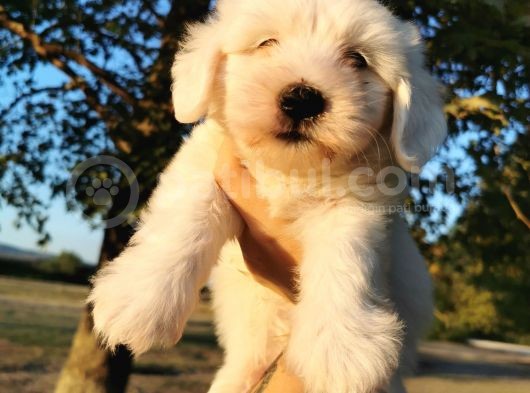 Terrier Maltese Erkek görsel