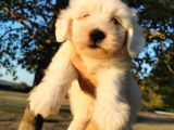 Terrier Maltese Erkek