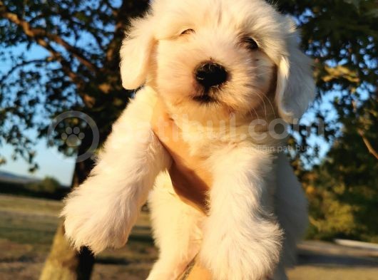 Terrier Maltese Erkek görsel