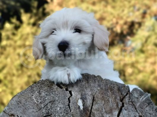 Yakışıklı Oğlum Maltipoo