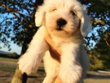 Terrier Maltese Erkek