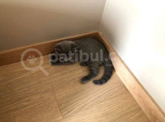 3 Aylık Scottish Ve Bri̇ti̇sh Yavruları Son 2 Adet görsel