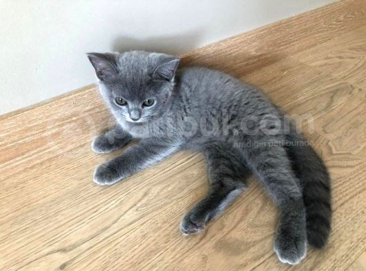 3 Aylık Scottish Ve Bri̇ti̇sh Yavruları Son 2 Adet görsel