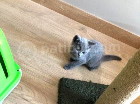 3 Aylık Scottish Ve Bri̇ti̇sh Yavruları Son 2 Adet görsel