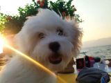 Uyguna Terrier