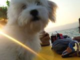 Uyguna Terrier