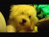 Uyguna Terrier