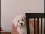 Uyguna Terrier
