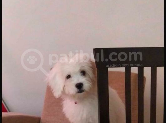 Uyguna Terrier