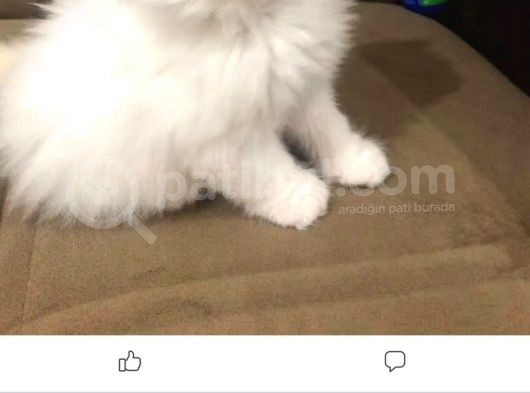 2 Aylık  Erkek İran Yavru görsel