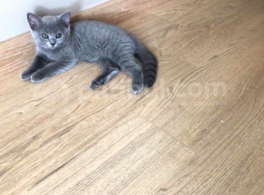3 Aylık Scottish Ve Bri̇ti̇sh Yavruları Son 2 Adet görsel
