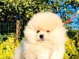 Krem Rengi̇nde Ayı Surat Pomerani̇an Boo Yavrumuz