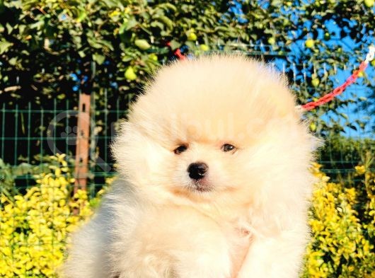 Krem Rengi̇nde Ayı Surat Pomerani̇an Boo Yavrumuz görsel