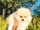 Krem Rengi̇nde Ayı Surat Pomerani̇an Boo Yavrumuz