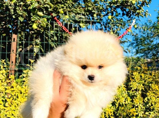 Krem Rengi̇nde Ayı Surat Pomerani̇an Boo Yavrumuz görsel