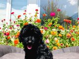 Black Toy Poodle Yavrumuz