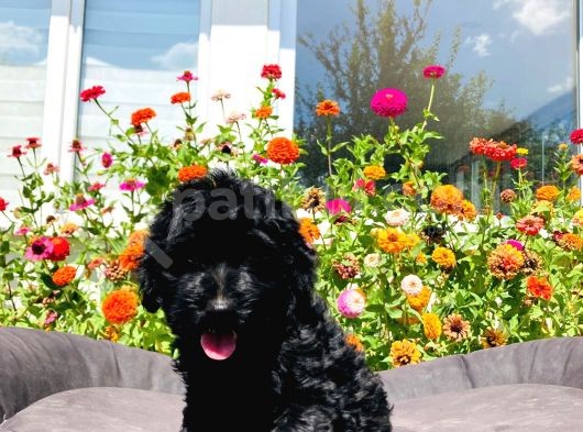 Black Toy Poodle Yavrumuz görsel