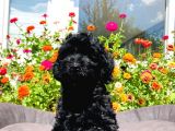 Black Toy Poodle Yavrumuz