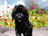 Black Toy Poodle Yavrumuz