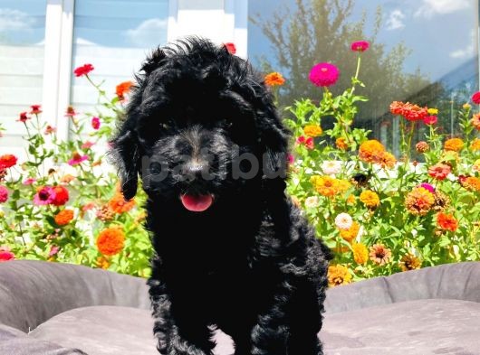 Black Toy Poodle Yavrumuz