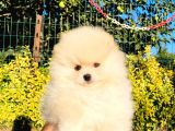 Krem Rengi̇nde Ayı Surat Pomerani̇an Boo Yavrumuz